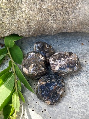 Agat, Turitella Trumlad ca 15-40mm