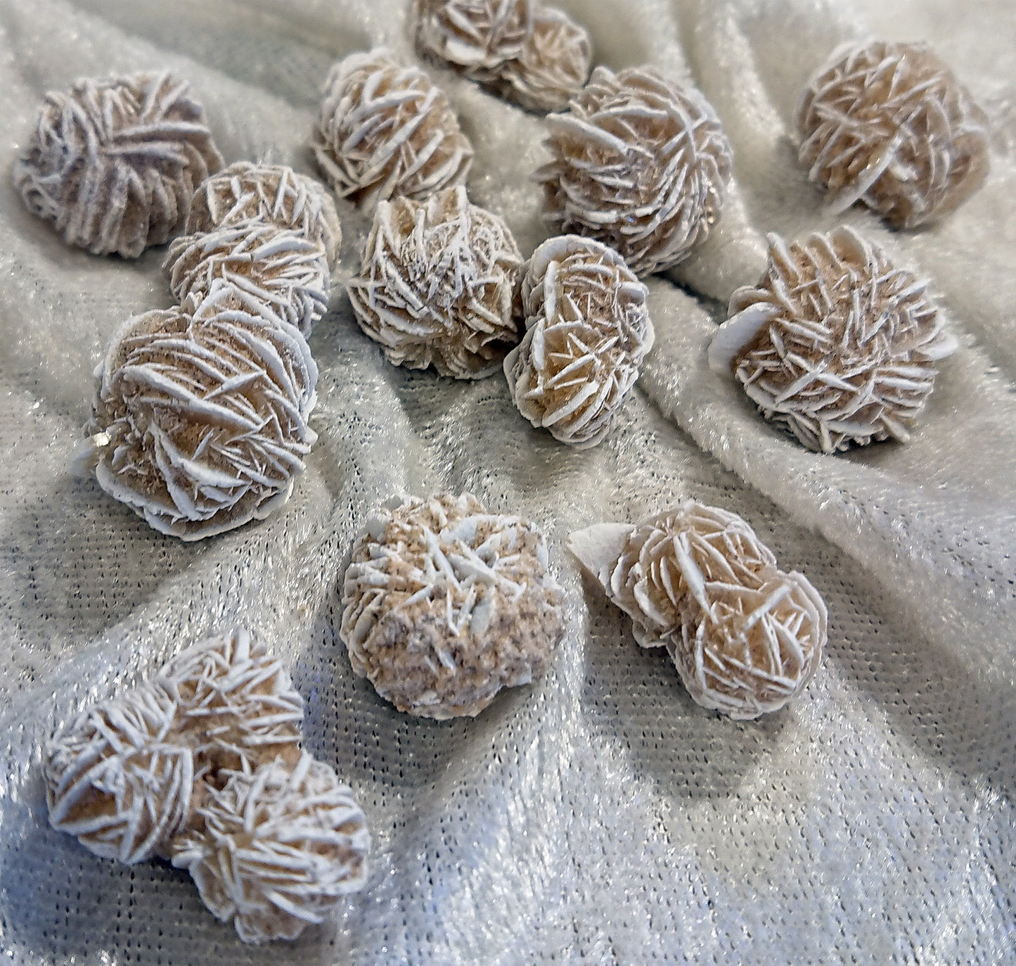 Ökenros, ca 15-30mm AA+