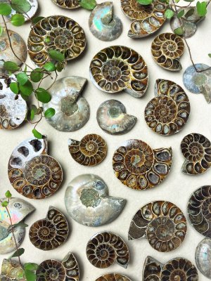 Ammonit, Fossiler